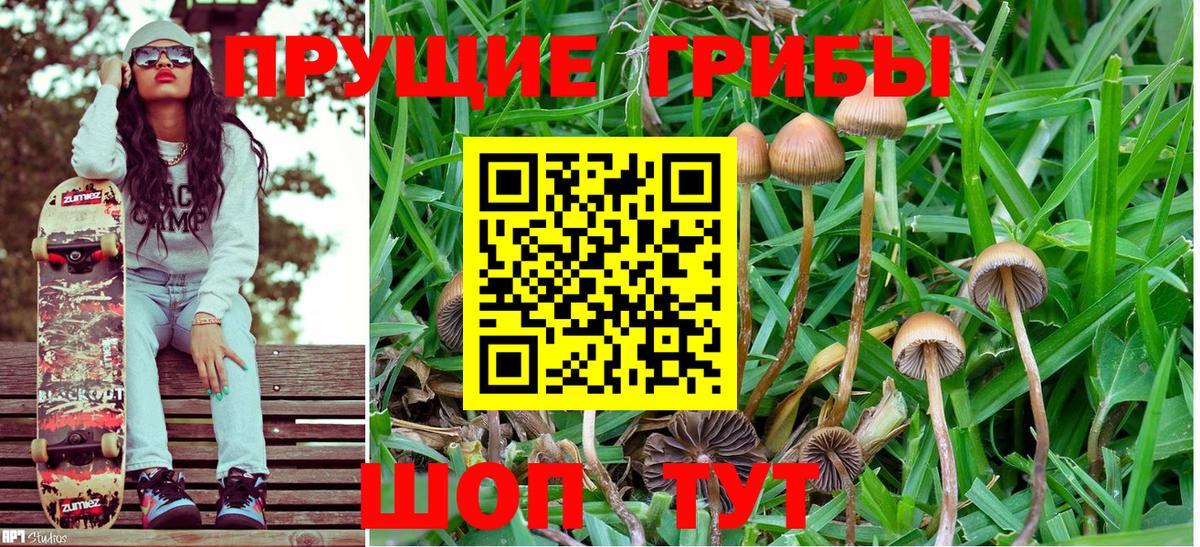Псилоцибиновые грибы Psilocybine cubensis Краснодар